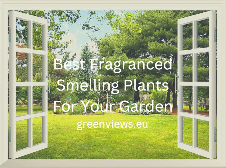 Best Fragranced Smelling Plants For Your Garden