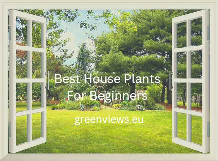 best house plants for beginners