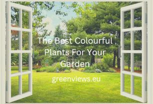 the best colourful plants for your garden