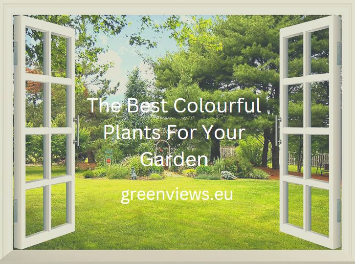 the best colourful plants for your garden