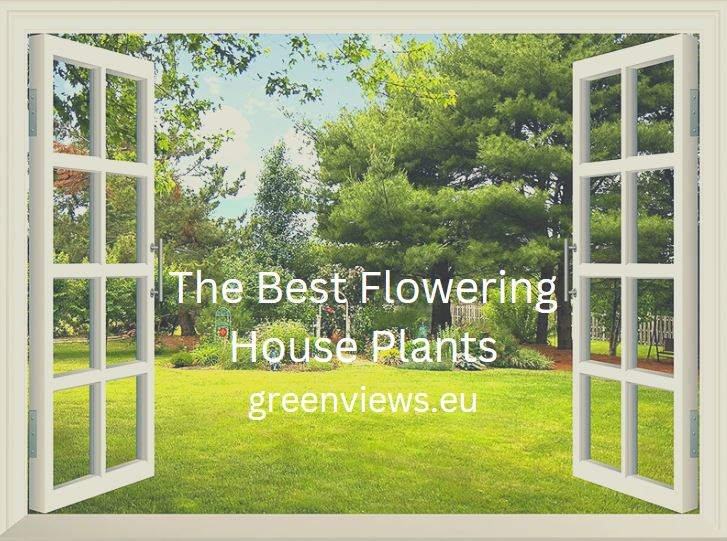 the best flowering house plants